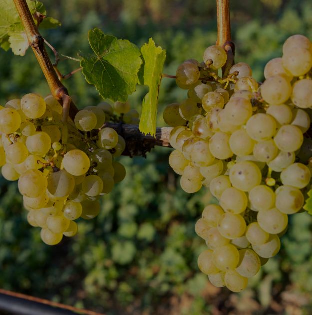 Blanc de Blancs